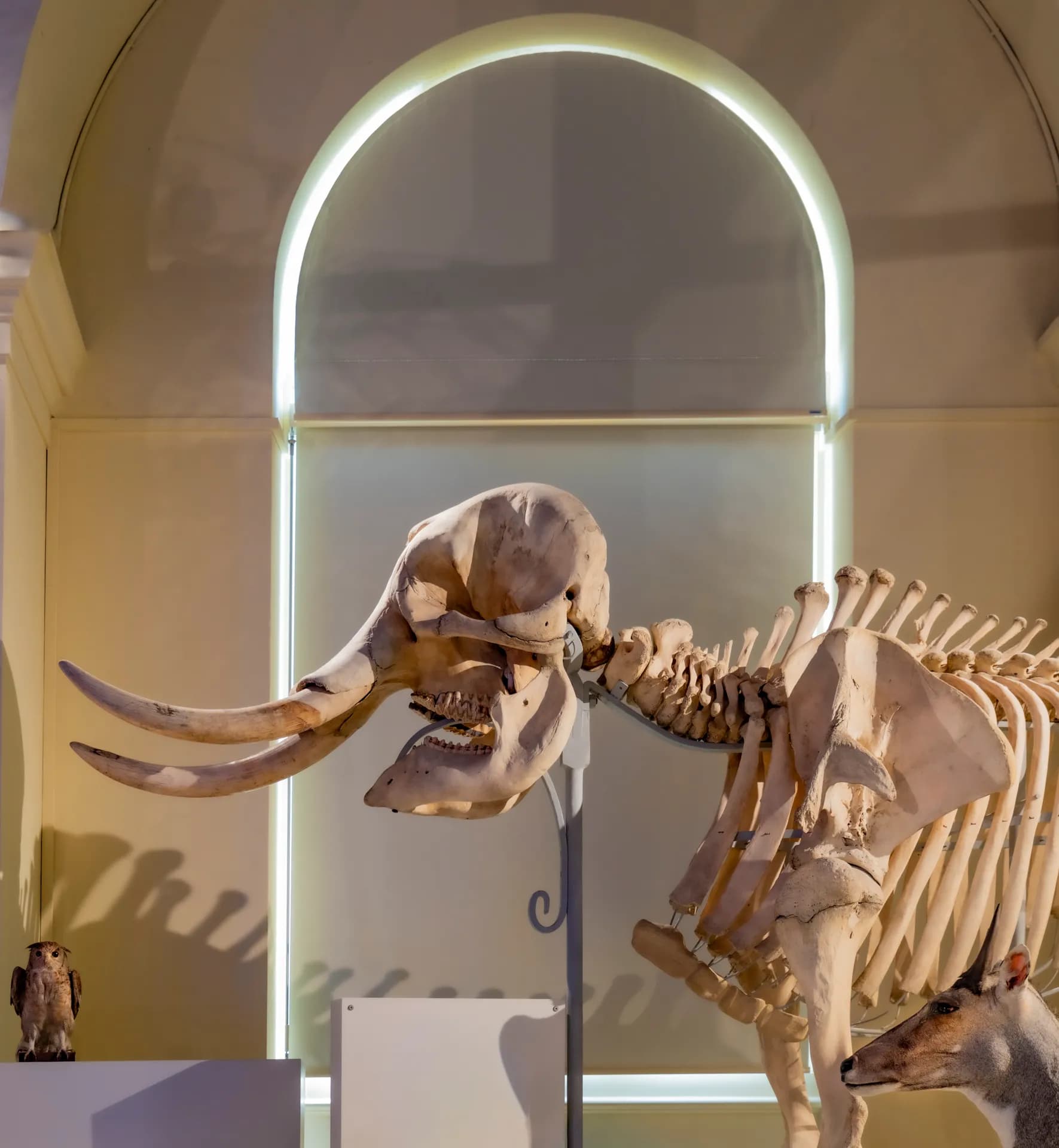 Muséum