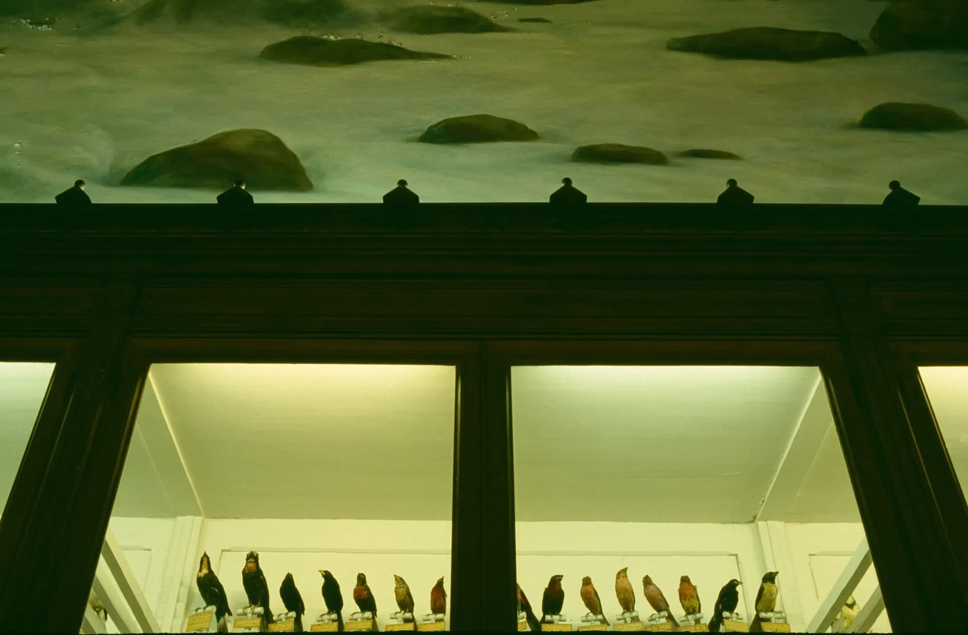 Muséum